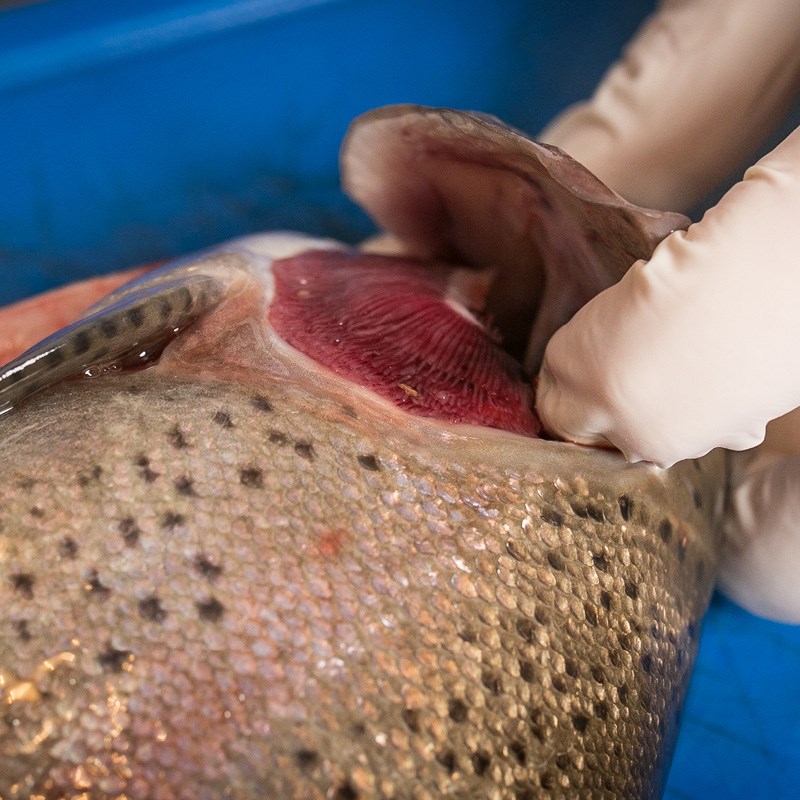 Fischregeln