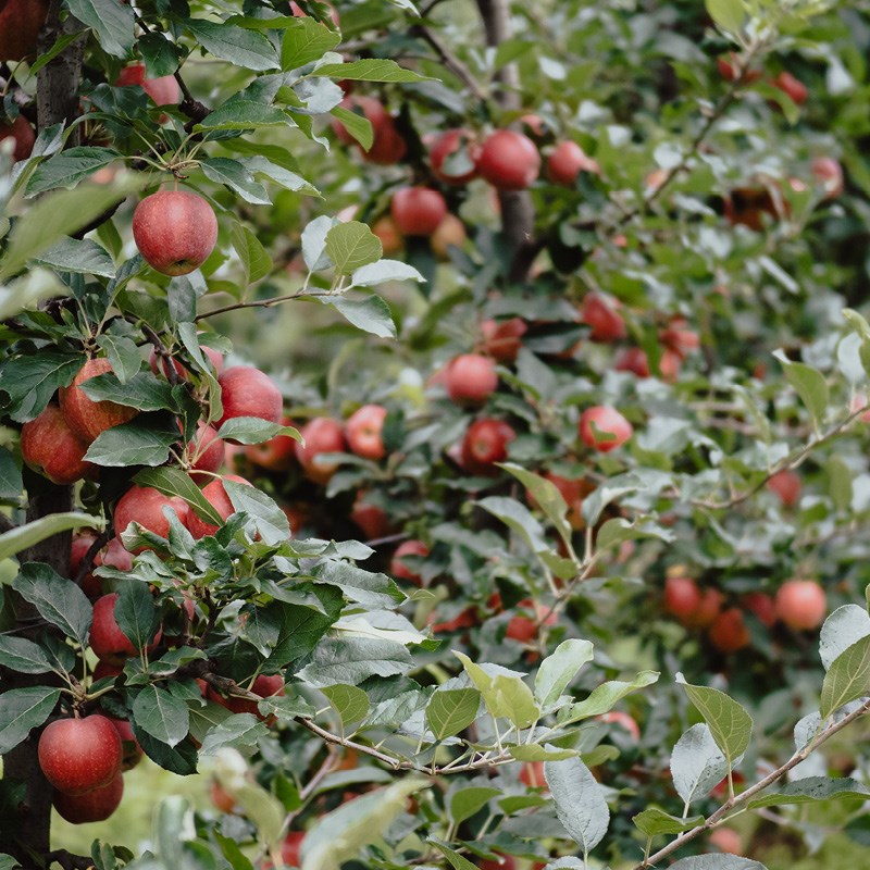 Obstbaum
