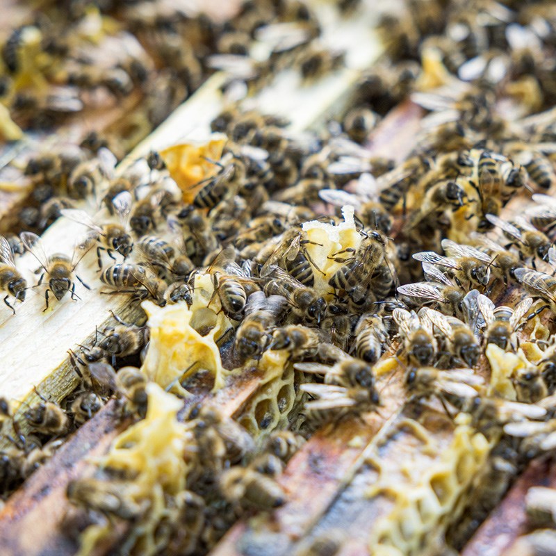 Bienen